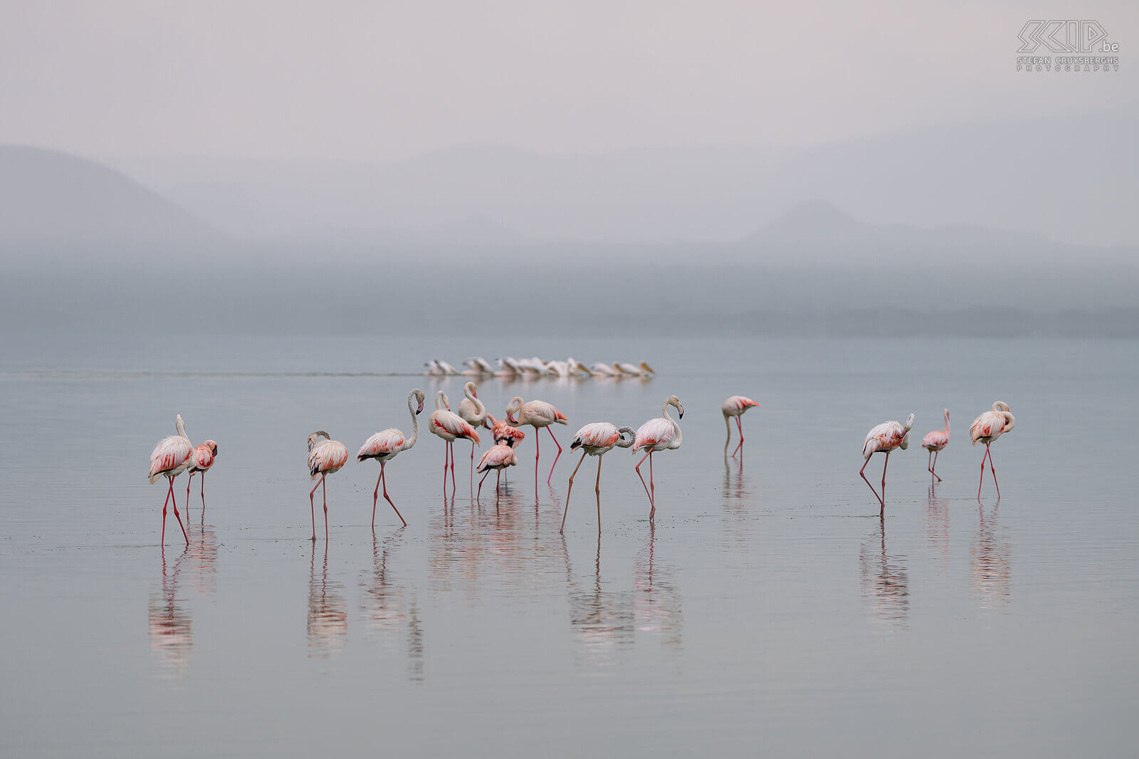 Lake Elementaita - Grote flamingo's Het ondiepe sodameer van Lake Elementaita wordt gezien als één van de mooiste meren van Kenia en het is 18m2 groot. Het regende toen wij in Soysambu toekwamen en dit zorgde voor wondermooi licht en een hele zachte achtergrond.  Stefan Cruysberghs